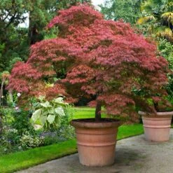 Red Dragon Japanese Maple Tree -Brighter Blooms Sales Japanese Maple Red Dragon 6