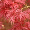 Red Dragon Japanese Maple Tree 1 Red Dragon Japanese Maple Tree -Brighter Blooms Sales Japanese Maple Red Dragon BB 600x600 fc4793f8 8cd7 48ff 8a91 937828e60a65