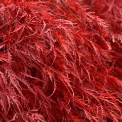 Tamukeyama Japanese Maple Tree 10 Tamukeyama Japanese Maple Tree -Brighter Blooms Sales Japanese Maple Tamukayama 5