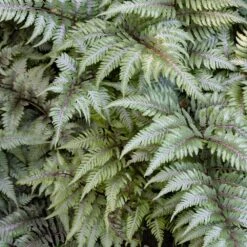 Japanese Painted Fern -Brighter Blooms Sales Japanese Painted Fern 3 BB