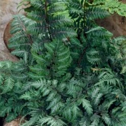 Japanese Painted Fern -Brighter Blooms Sales Japanese Painted Fern 5