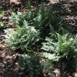 Japanese Painted Fern -Brighter Blooms Sales Japanese Painted Fern 6