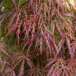Red Select Japanese Maple -Brighter Blooms Sales Japanese Red Select 3