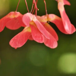 Red Select Japanese Maple -Brighter Blooms Sales Japanese Red Select 4