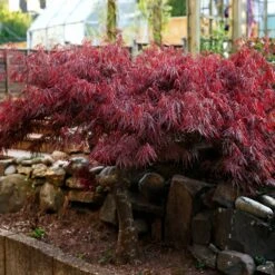 Red Select Japanese Maple -Brighter Blooms Sales Japanese Red Select 6 BB