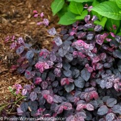 Jazz Hands® Variegated Loropetalum -Brighter Blooms Sales Jazz Hands loropetalum 5 BB