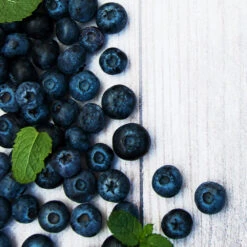 Jewel Blueberry Bush 7 Jewel Blueberry Bush -Brighter Blooms Sales Jewel Blueberry 2