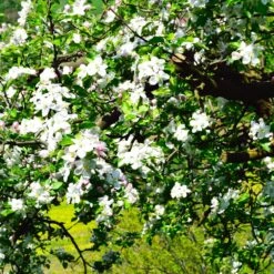 Jonagold Apple Tree -Brighter Blooms Sales Jonagold Apple 3