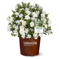 Jubilation™ Gardenia Shrub -Brighter Blooms Sales Jubilation Gardenia 1