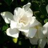 Jubilation™ Gardenia Shrub -Brighter Blooms Sales Jubilation Gardenia BB 600x600 cc8bbbad 2fce 4360 aac5 e8660c986f53