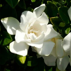Jubilation™ Gardenia Shrub