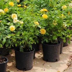 Julia Child Rose -Brighter Blooms Sales Julia Child Rose 7