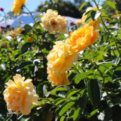 Julia Child Standard Rose Tree 9 Julia Child Standard Rose Tree -Brighter Blooms Sales Julia Child Rose Tree 8