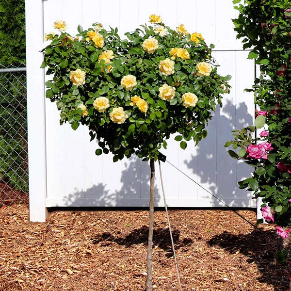 Julia Child Standard Rose Tree 3 Julia Child Standard Rose Tree