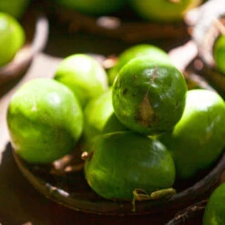 June Plum Tree -Brighter Blooms Sales June Plum 2 BB