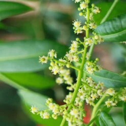 June Plum Tree -Brighter Blooms Sales June Plum 3 BB