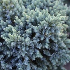 Blue Star Juniper Tree -Brighter Blooms Sales Juniper BLue Star Standard 1 BB