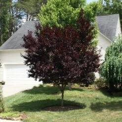 Krauter Vesuvius Flowering Plum Tree -Brighter Blooms Sales KV Flowering Plum 3