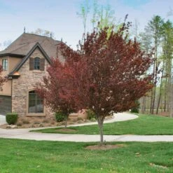 Krauter Vesuvius Flowering Plum Tree -Brighter Blooms Sales KV Flowering Plum 4