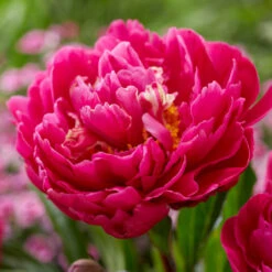 Karl Rosenfield Peony -Brighter Blooms Sales Karl Rosenfield Peony 1 BB