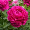Karl Rosenfield Peony 2 Karl Rosenfield Peony -Brighter Blooms Sales Karl Rosenfield Peony BB 600x600 b596a0a5 58ad 4207 8b74 a4a8b8b2d4ce
