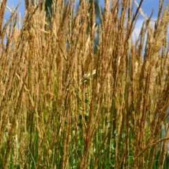 Karl Foerster Grass -Brighter Blooms Sales Karl Foerster Grass 2