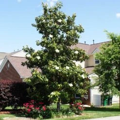 Kay Parris Magnolia 7 Kay Parris Magnolia -Brighter Blooms Sales Kay Parris 1 BB