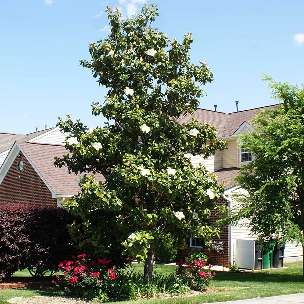 Kay Parris Magnolia 5 Kay Parris Magnolia - Image 3