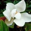 Kay Parris Magnolia -Brighter Blooms Sales Kay Parris BB 600x600 f54ea578 b534 41cc 95ea 358287d3a0cf