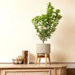 Key Lime Bush -Brighter Blooms Sales Key Lime Bush 4