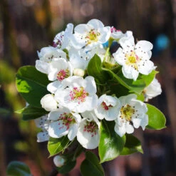 Kieffer Pear Tree -Brighter Blooms Sales Kieffer pear 6