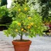 Kishu Mandarin Tree -Brighter Blooms Sales Kishu Mandarin Tree BB 600x600 7574b30f 13c1 463c bea3 81a4c8603fa3