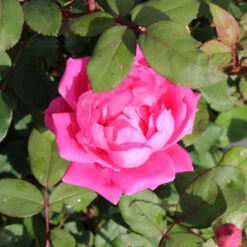 Pink Knock Out® Rose Tree 7 Pink Knock Out® Rose Tree -Brighter Blooms Sales Knockout Rose Tree Pink BB