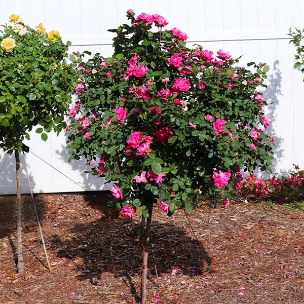 Pink Knock Out® Rose Tree 3 Pink Knock Out® Rose Tree