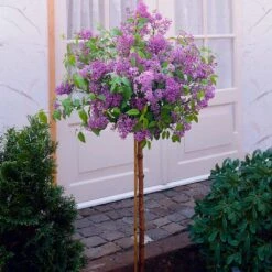 Korean Lilac Tree 9 Korean Lilac Tree -Brighter Blooms Sales KoreanLilac Tree 1
