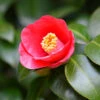Korean Fire Camellia Shrub -Brighter Blooms Sales Korean Fire Camellia BB 600x600 5f096725 6403 40d5 ab26 d900729a4bfc