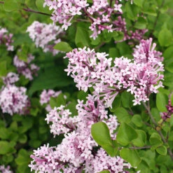 Dwarf Korean Lilac Shrub -Brighter Blooms Sales Korean Lilac 2 BB