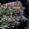 Dwarf Korean Lilac Shrub 1 Dwarf Korean Lilac Shrub -Brighter Blooms Sales Korean Lilac BB 600x600 190742a2 fc15 4b9e aa50 a32eeafb3e04