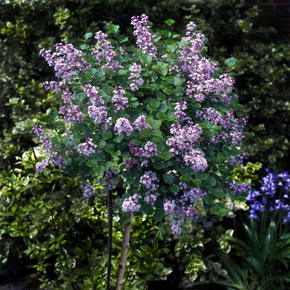 Korean Lilac Tree 4 Korean Lilac Tree - Image 2