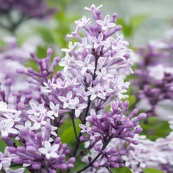 Korean Lilac Tree 8 Korean Lilac Tree -Brighter Blooms Sales Korean Lilac Tree 2 BB