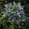 Korean Lilac Tree -Brighter Blooms Sales Korean Lilac Tree 3 FGT 600x600 1e8f966f 7a05 470e 98b4 3d651d5b5c9e