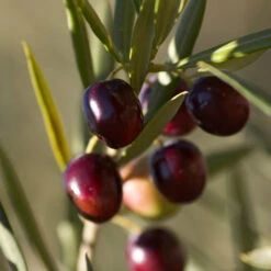 Koroneiki Greek Olive Tree -Brighter Blooms Sales Koroneiki Olive 2 FGT