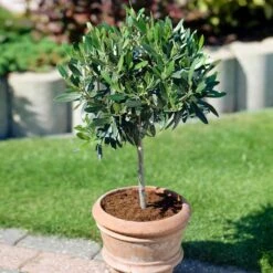 Koroneiki Greek Olive Tree -Brighter Blooms Sales Koroneiki Olive 3