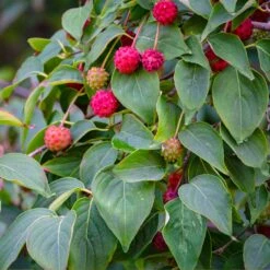 White Kousa Dogwood Tree 11 White Kousa Dogwood Tree -Brighter Blooms Sales Kousa Dogwood 1 BB