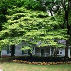 White Kousa Dogwood Tree 13 White Kousa Dogwood Tree -Brighter Blooms Sales Kousa Dogwood 4