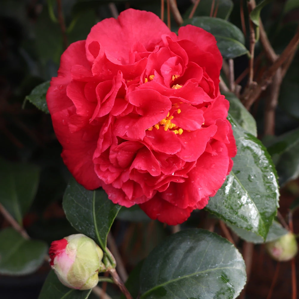 Kramers Supreme Camellia Shrub 5 Kramers Supreme Camellia Shrub - Image 3