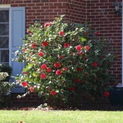 Kramers Supreme Camellia Shrub 10 Kramers Supreme Camellia Shrub -Brighter Blooms Sales Kramers Camellia BB 4