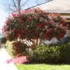 Kramers Supreme Camellia Shrub -Brighter Blooms Sales Kramers Camellia BB 600x600 174414f2 81d3 45bf 80bc 6c8524c86fb7