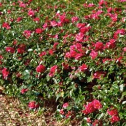 Kramers Supreme Camellia Shrub 11 Kramers Supreme Camellia Shrub -Brighter Blooms Sales Kramers Camellia FGT 1
