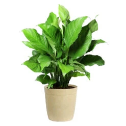 Peace Lily -Brighter Blooms Sales LIL PEA.10 Beige Delilah